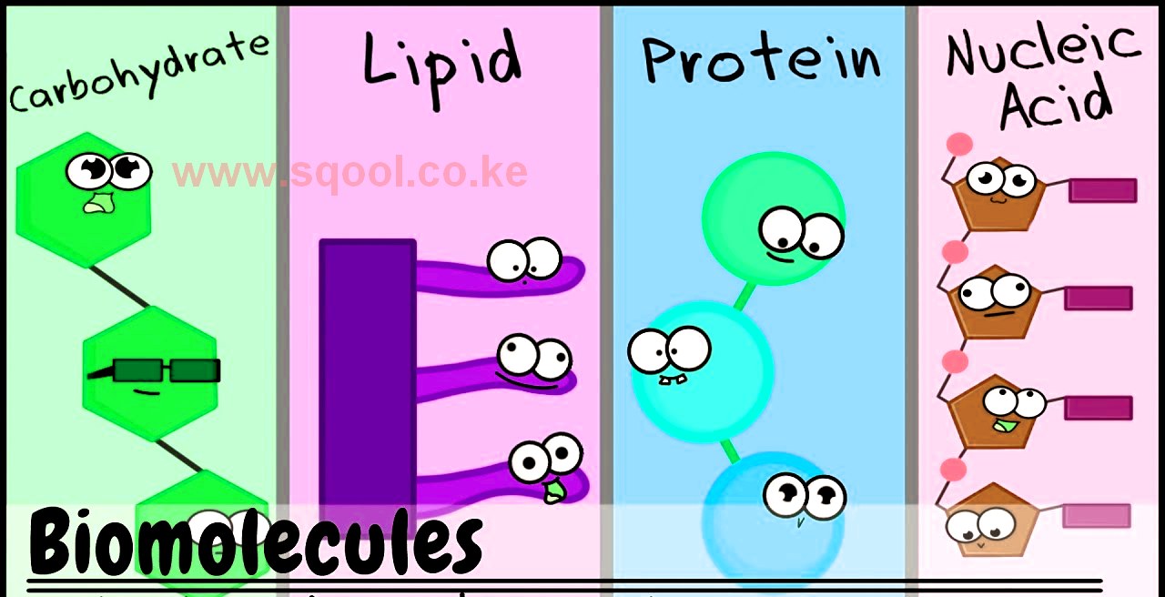 Biological Macromolecules